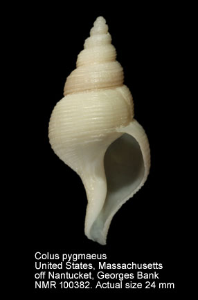Colus pygmaeus.jpg - Colus pygmaeus (Gould,1841)